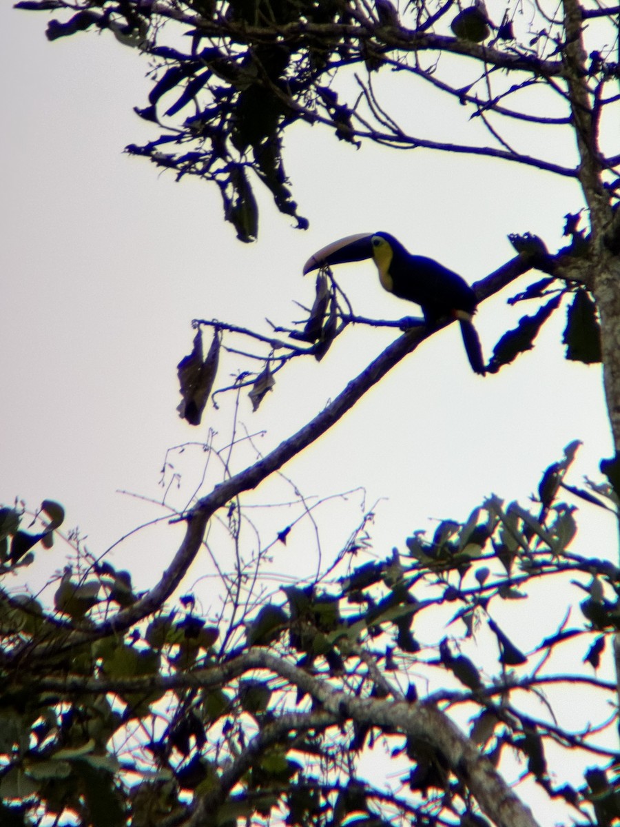 tukan žlutohrdlý - ML645967606