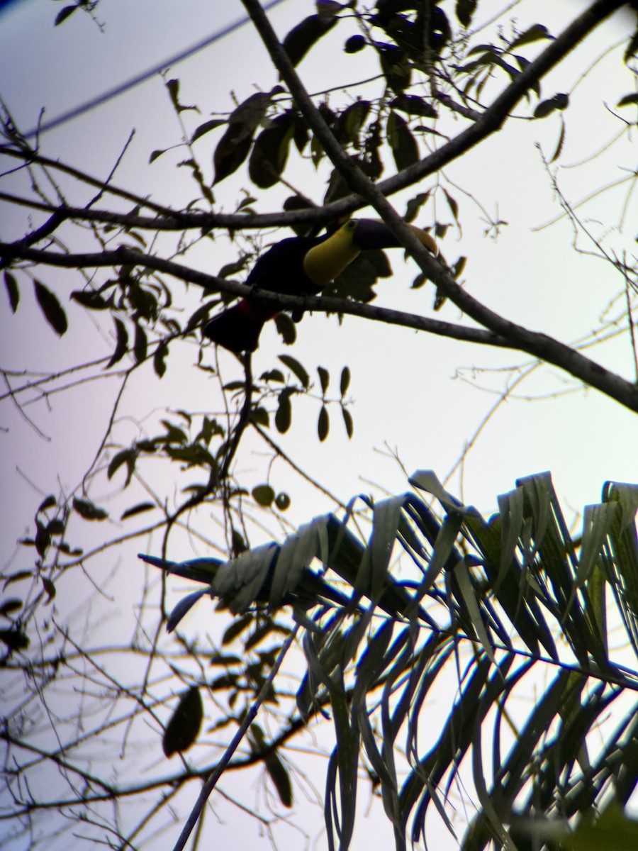 tukan žlutohrdlý - ML645967607