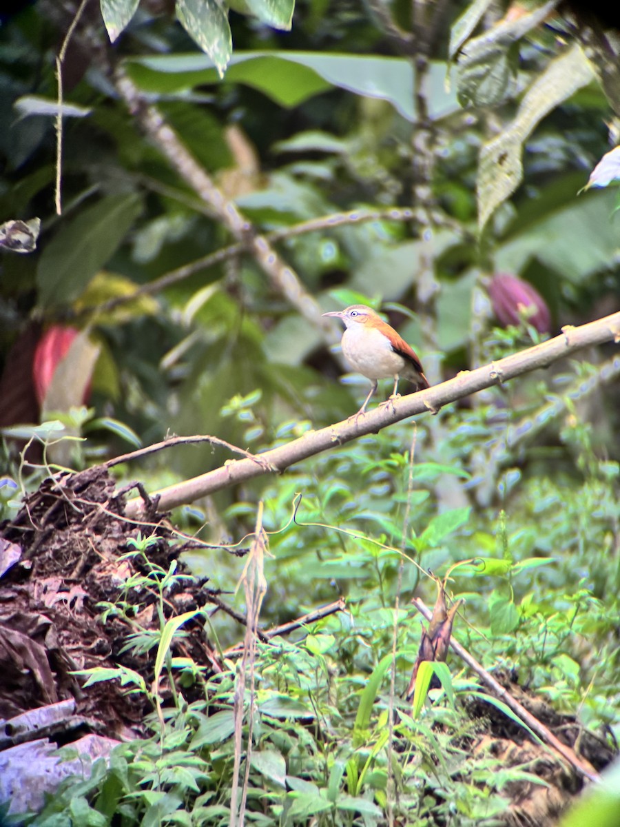 Pacific Hornero - ML645967623