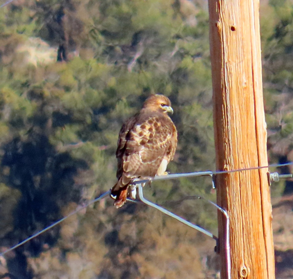 Red-tailed Hawk - ML645967624