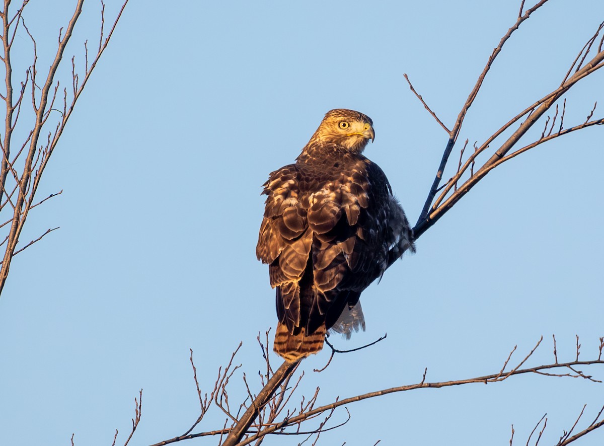 Red-tailed Hawk - ML645967628