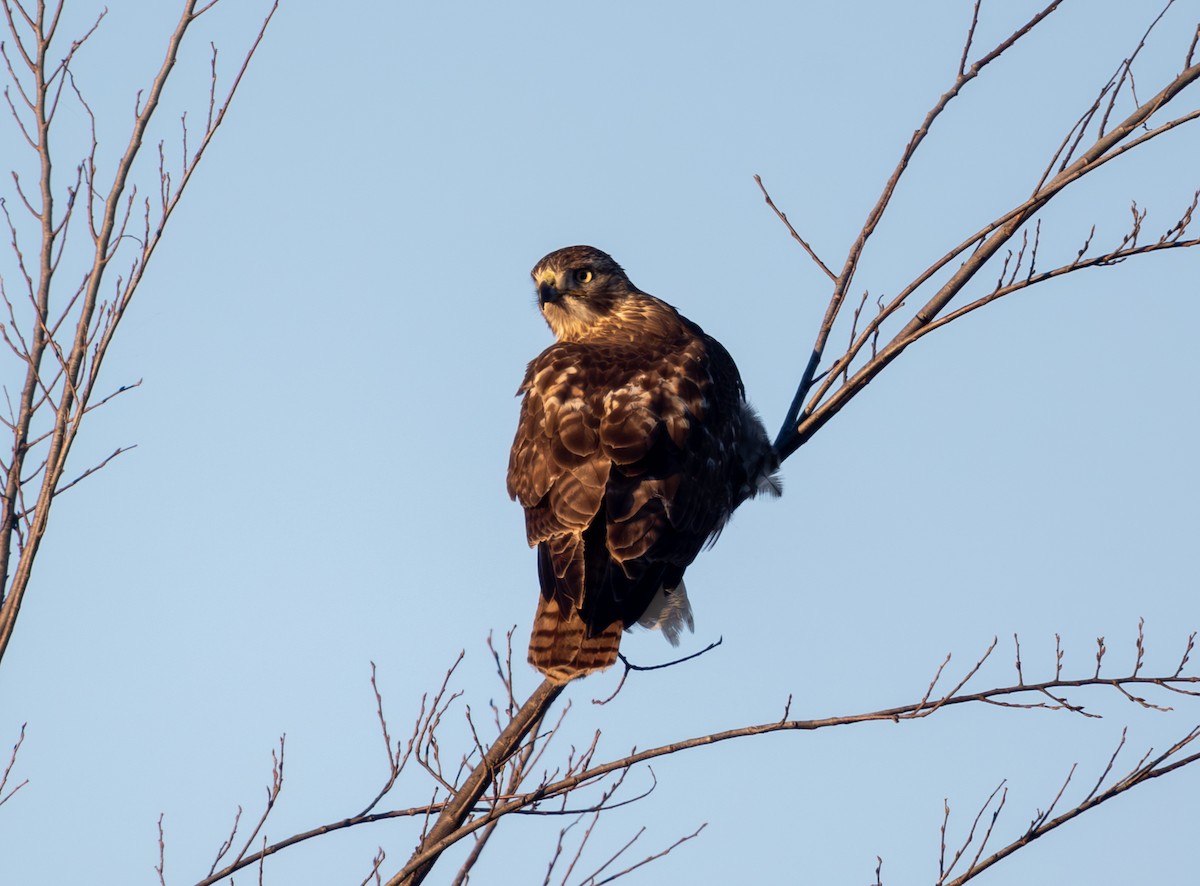 Red-tailed Hawk - ML645967629