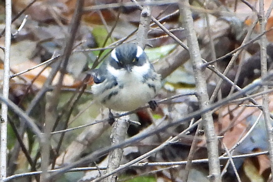 Black-throated Gray Warbler - ML645967632