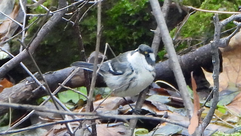 Black-throated Gray Warbler - ML645967633