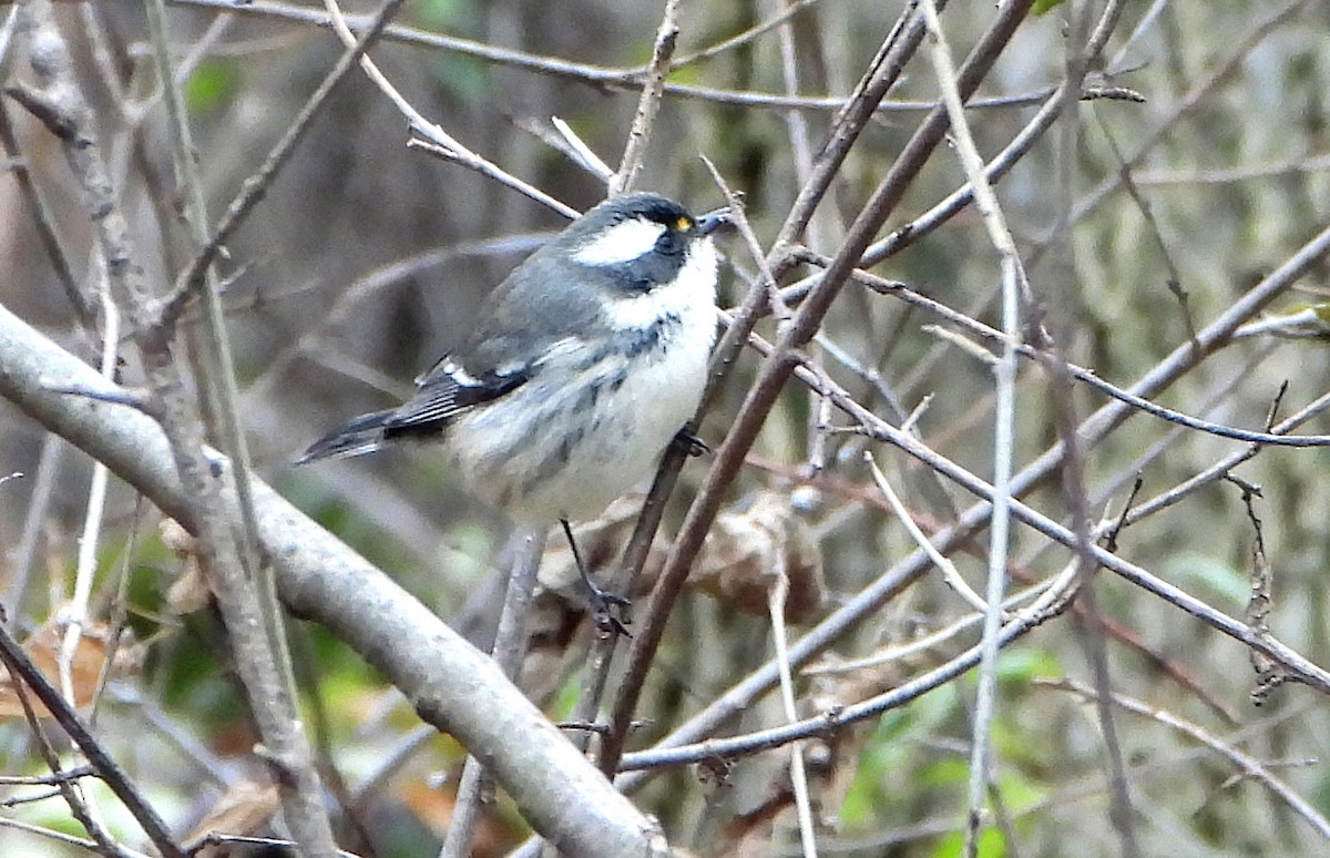 Black-throated Gray Warbler - ML645967634