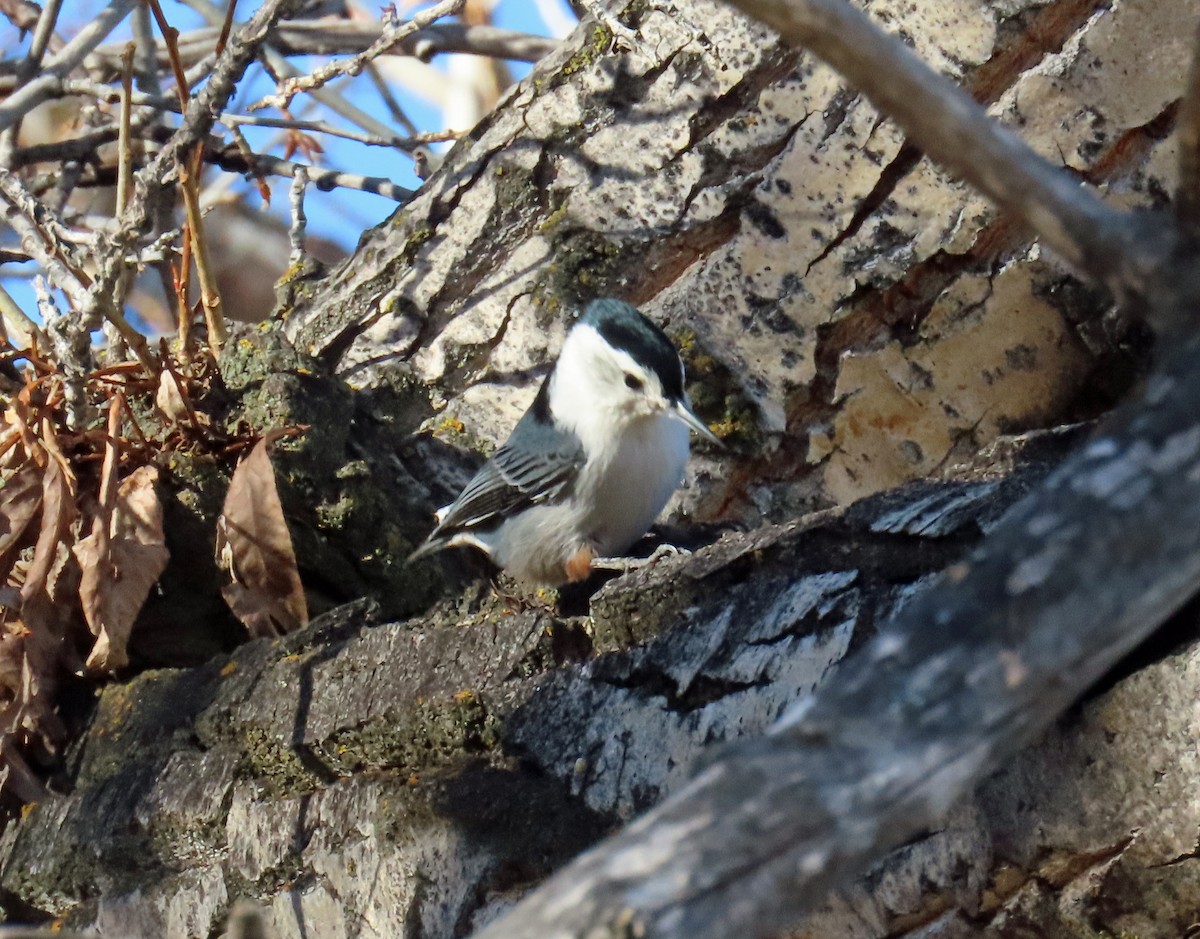 Sittelle à poitrine blanche - ML645967636