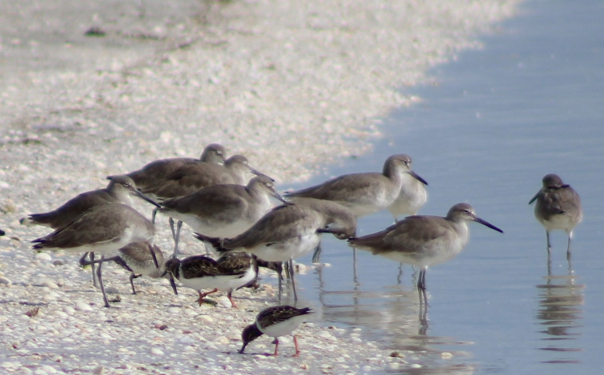 Willet - ML645967646