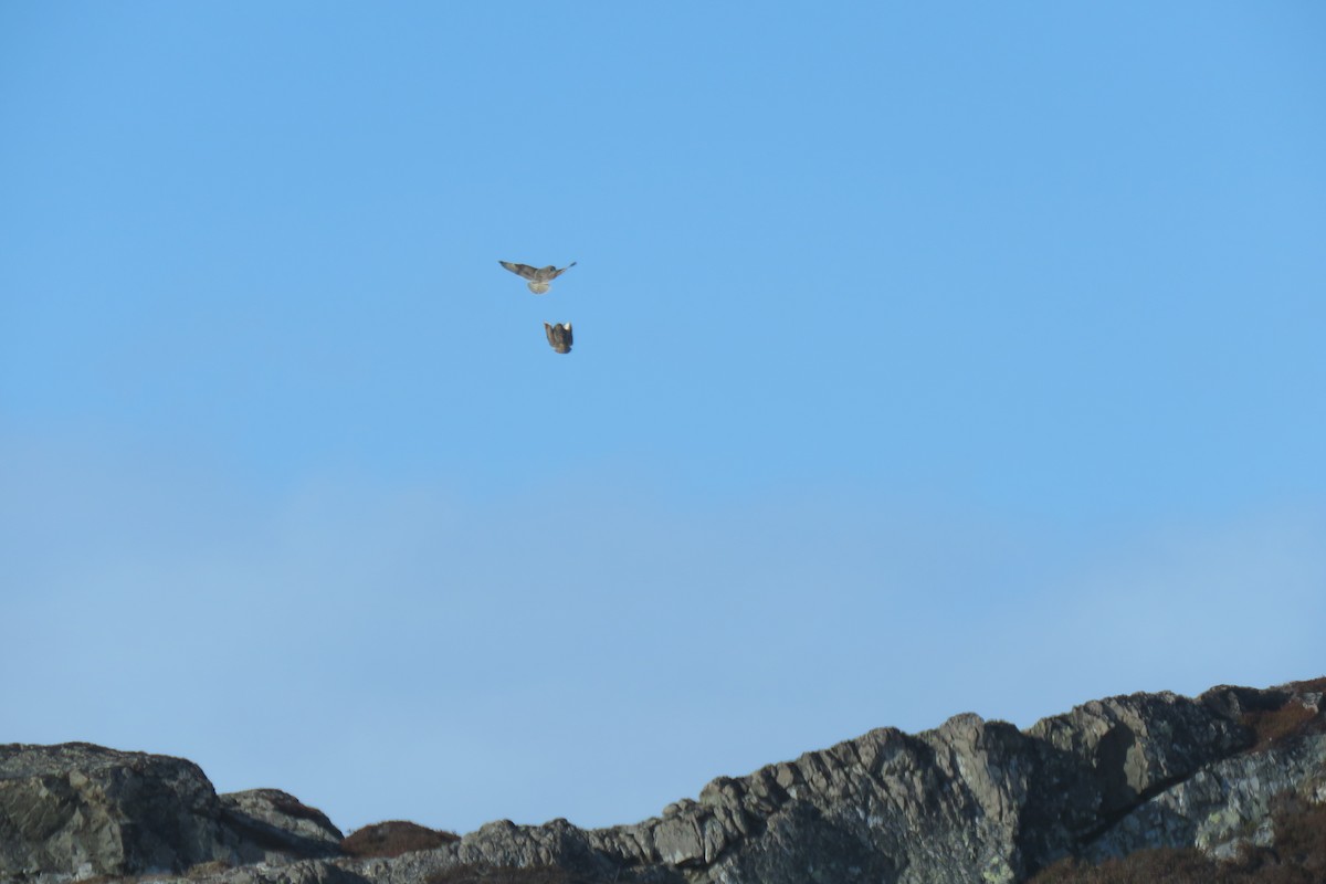 Sumpfohreule - ML645967674