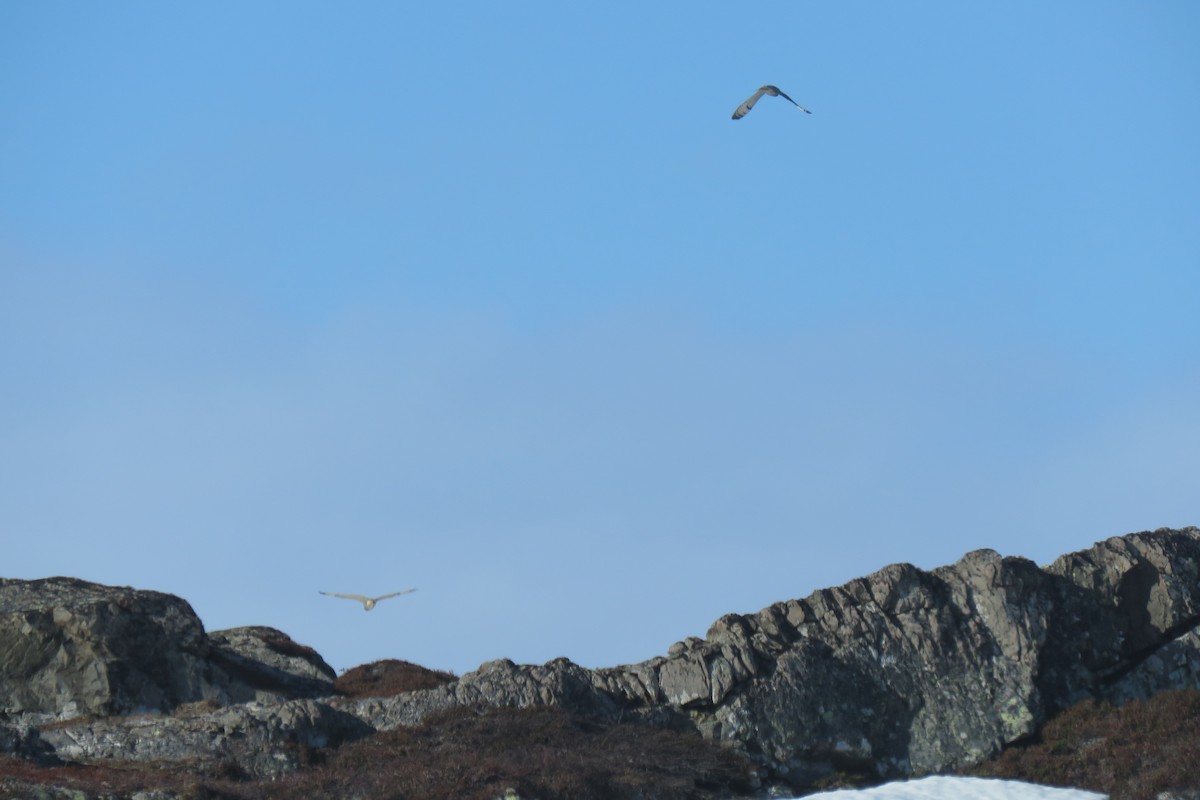 Sumpfohreule - ML645967675