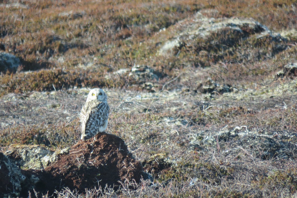 Sumpfohreule - ML645967676