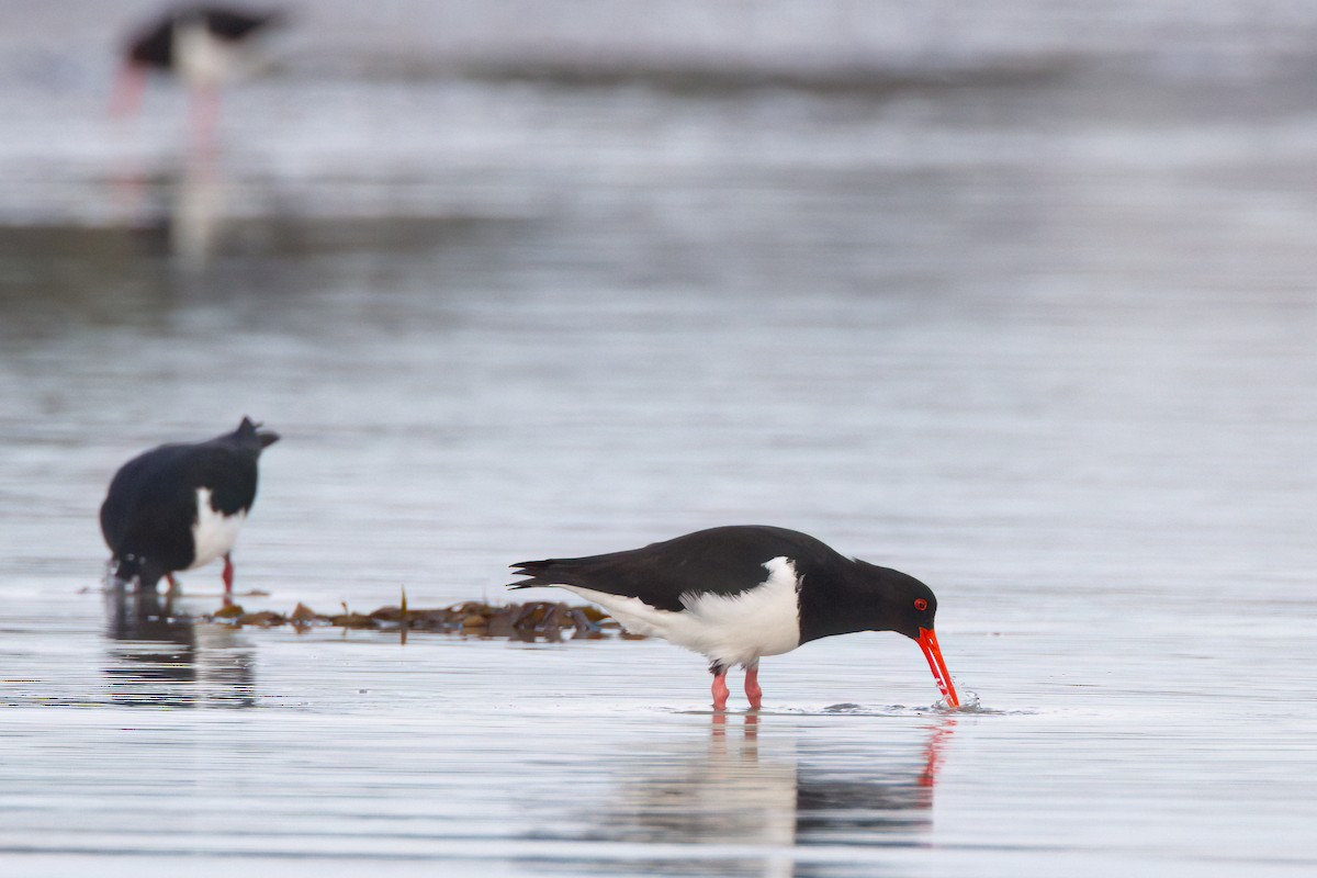 Pied Oystercatcher - ML645967680