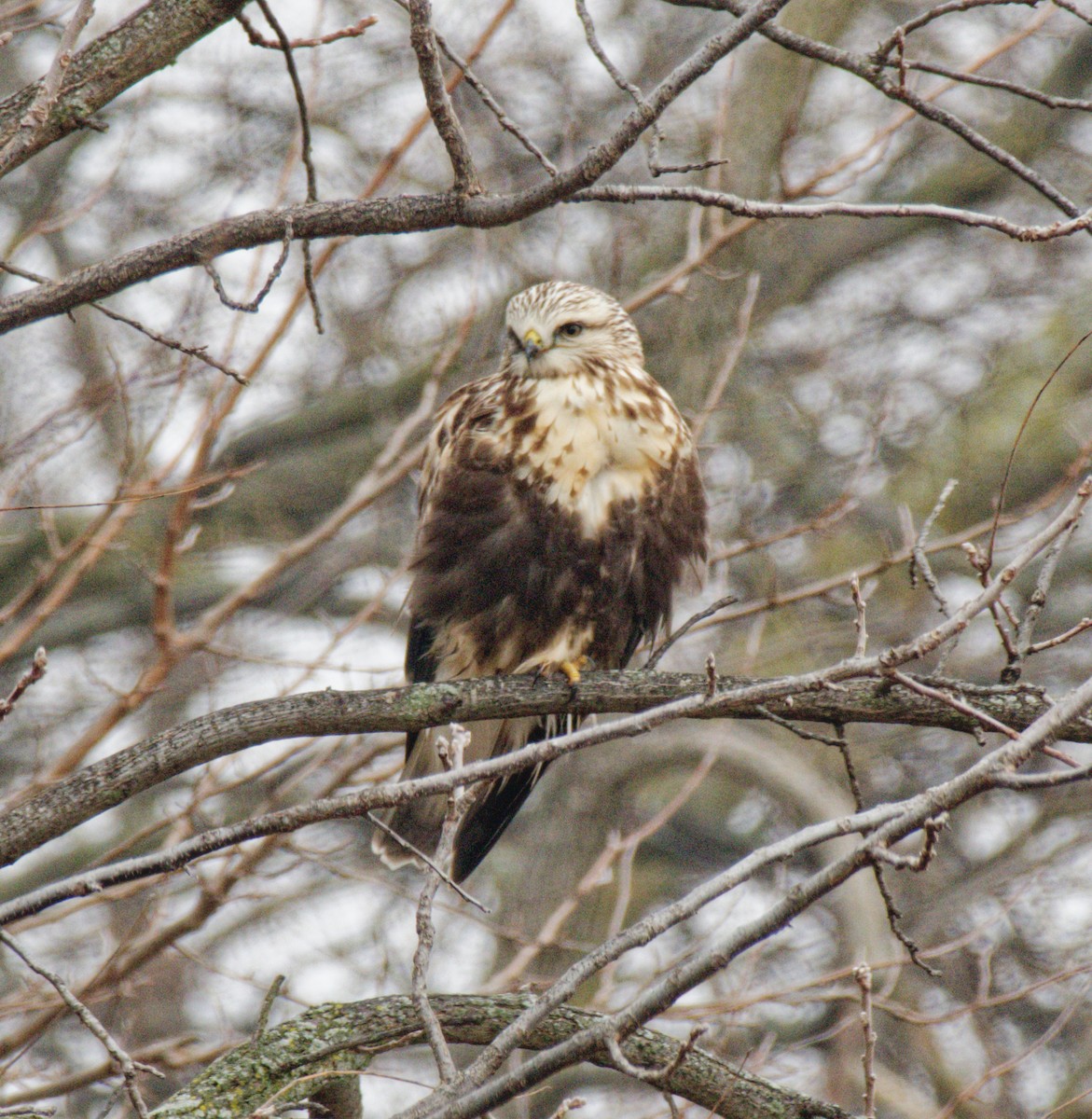 Rough-legged Hawk - ML645967682
