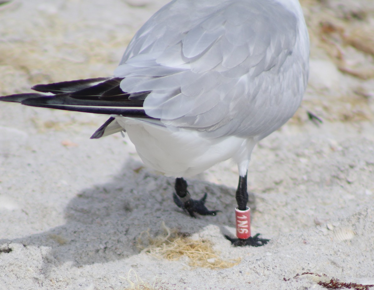 Royal Tern - ML645967707