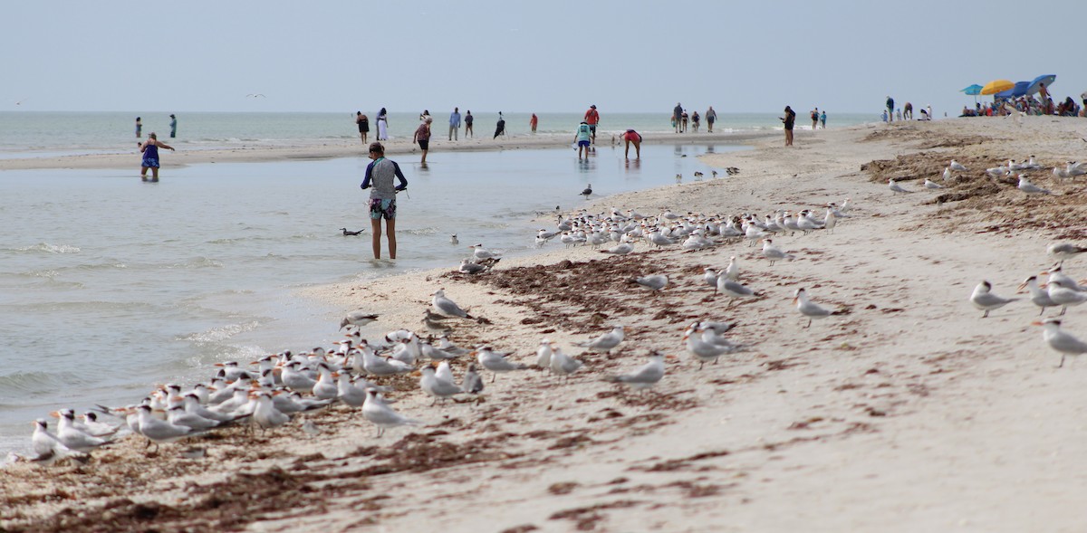 Royal Tern - ML645967708