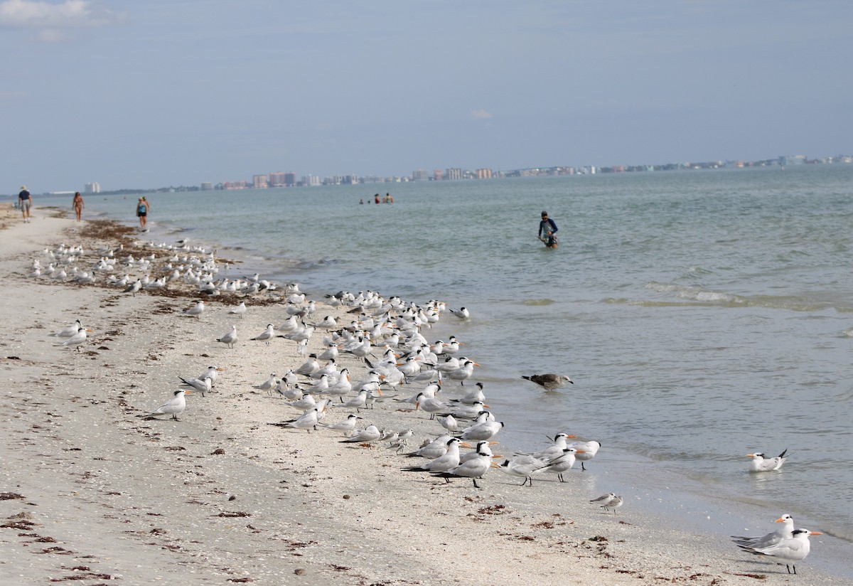 Royal Tern - ML645967709