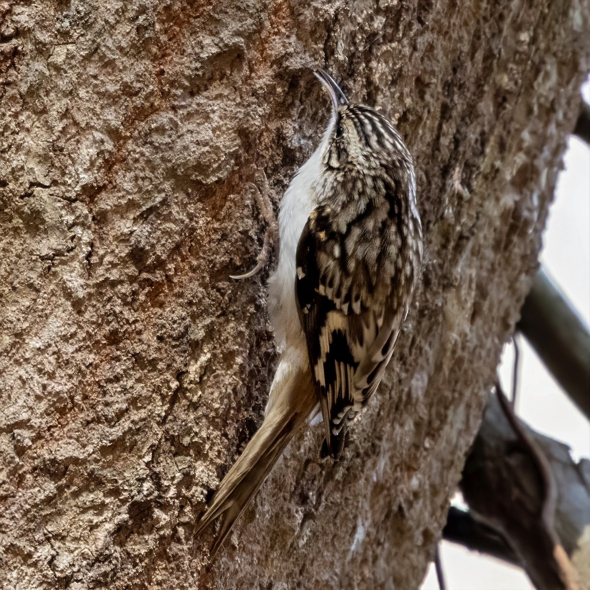 Brown Creeper - ML645967722
