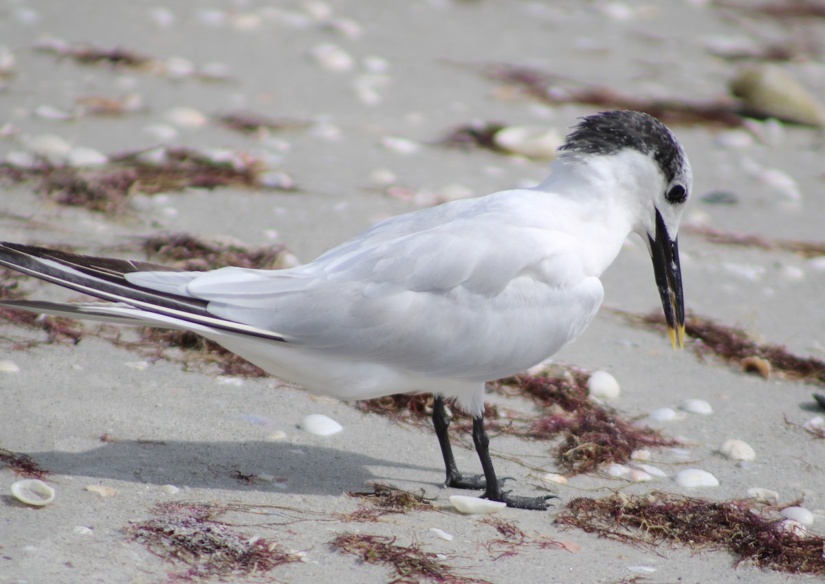 Sandwich Tern - ML645967726