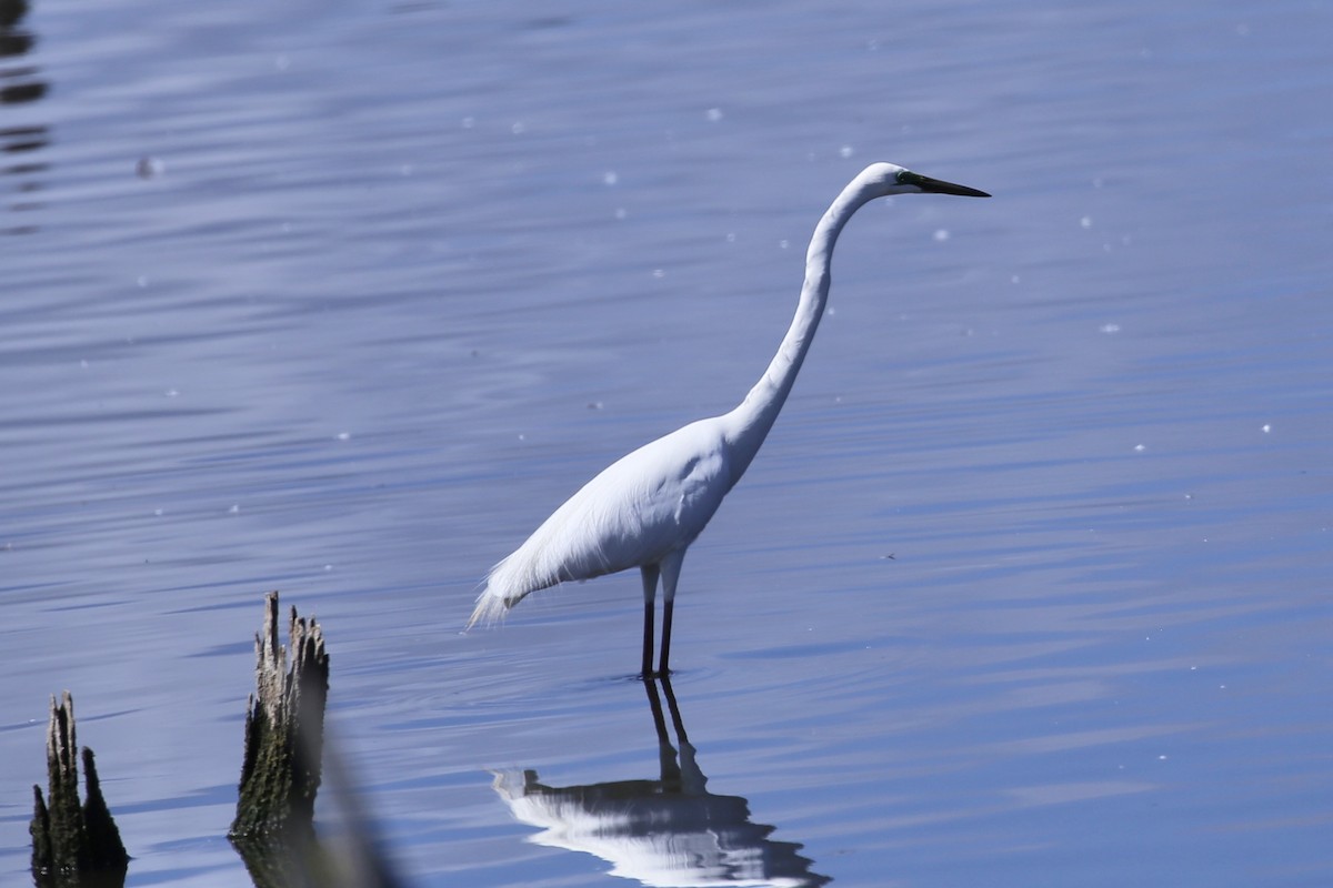 Koartza zuria (australasiarra) - ML645967738