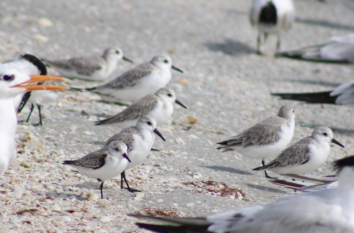 Sanderling - ML645967739