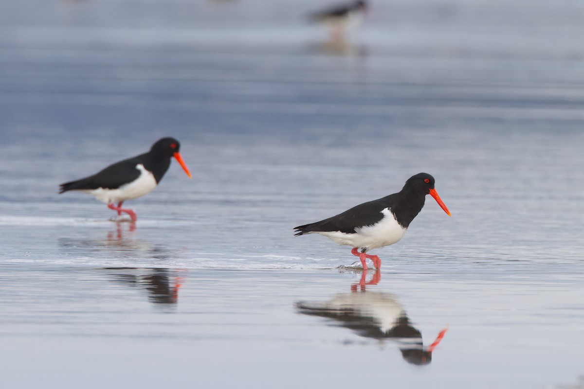 Pied Oystercatcher - ML645967742