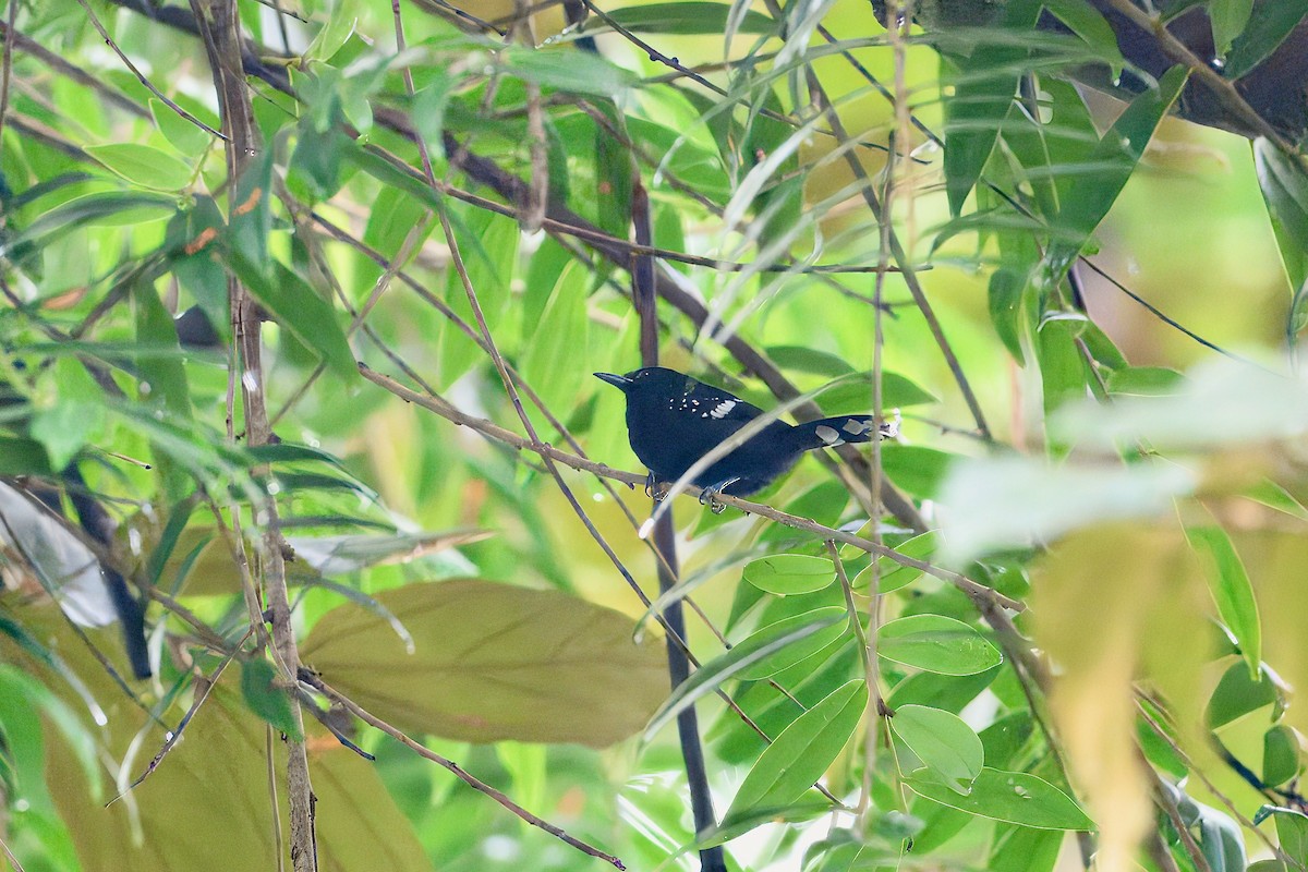 Dot-winged Antwren - ML645967746