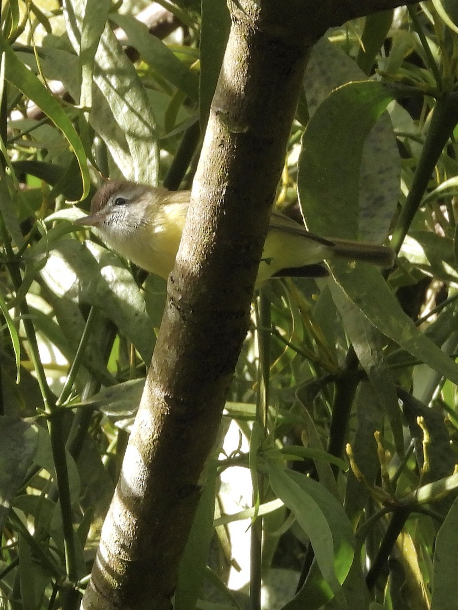 Kahverengi Vireo - ML645967757