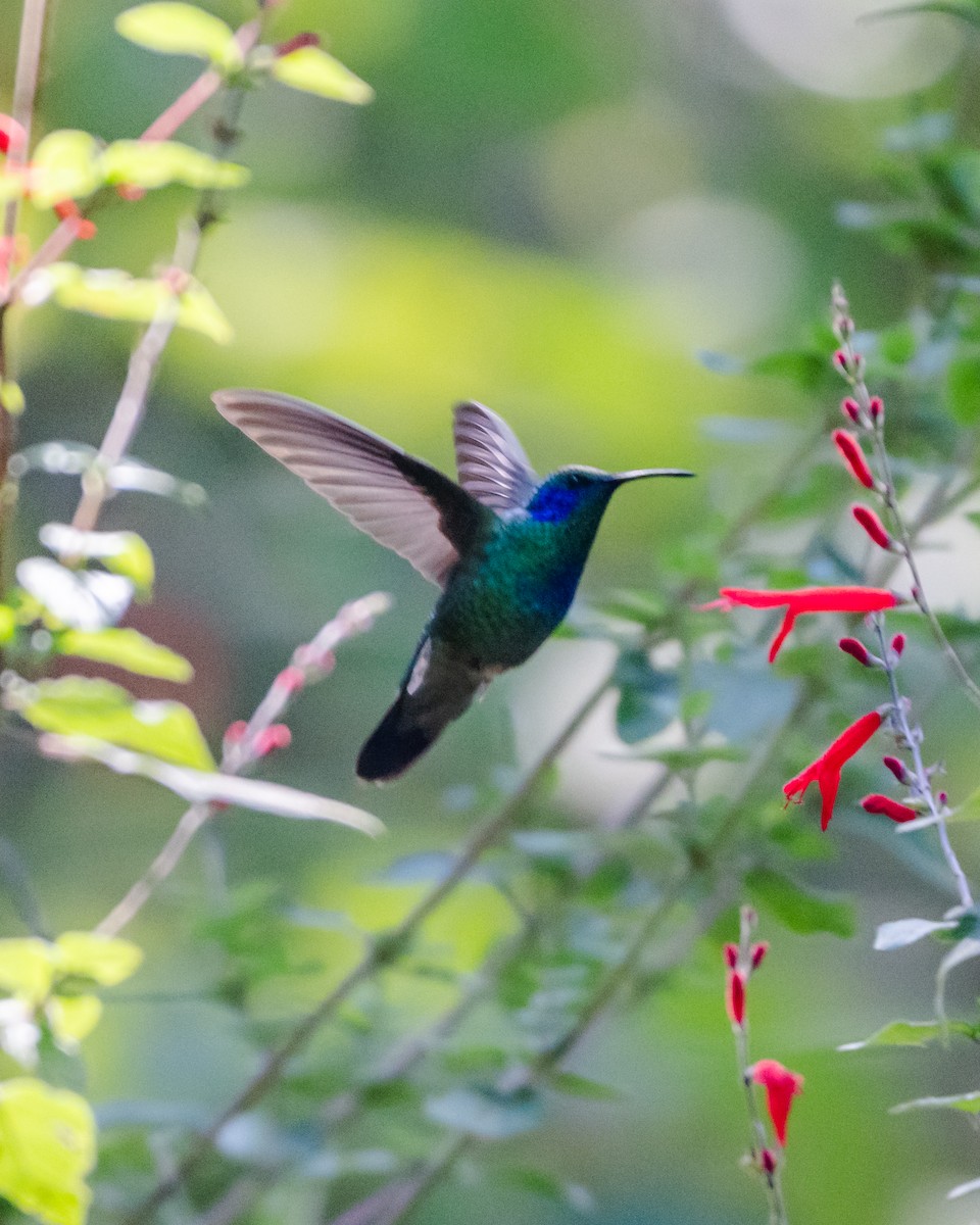 Colibri thalassin - ML645967765