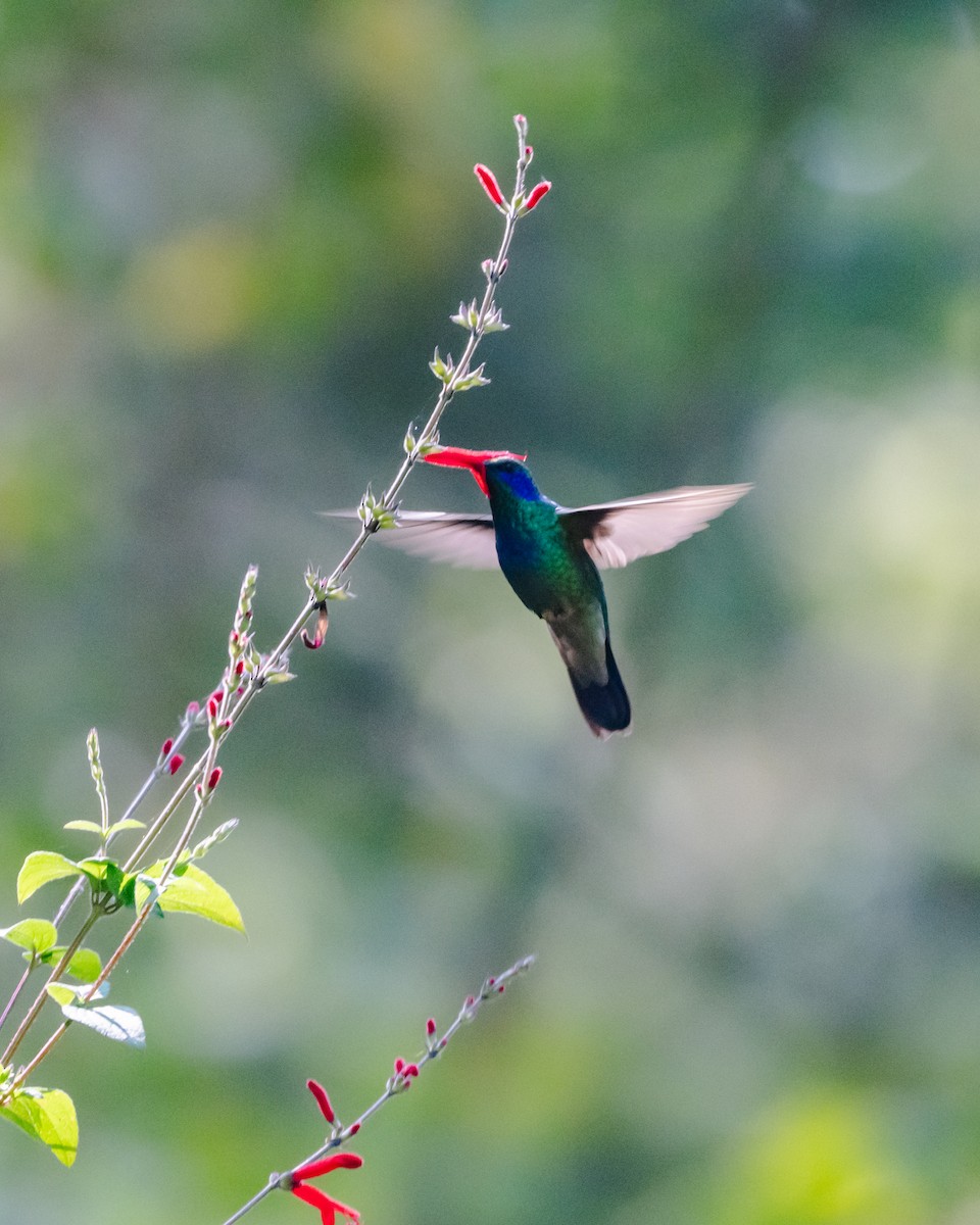 Colibri thalassin - ML645967766