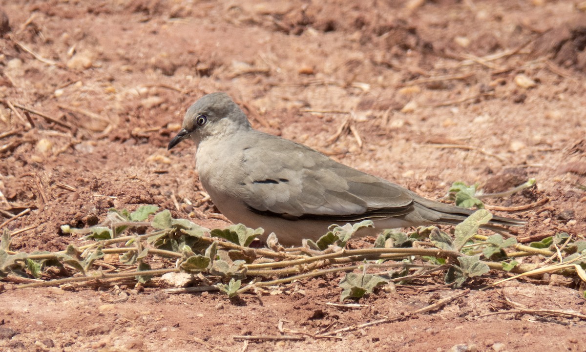 Picui Ground Dove - ML645967768