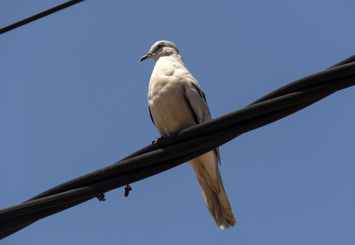 Picui Ground Dove - ML645967769
