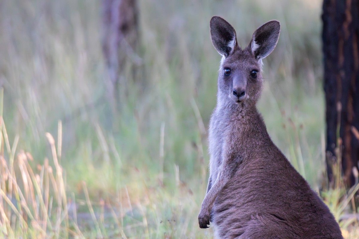 Eastern Grey Kangaroo - ML645967771