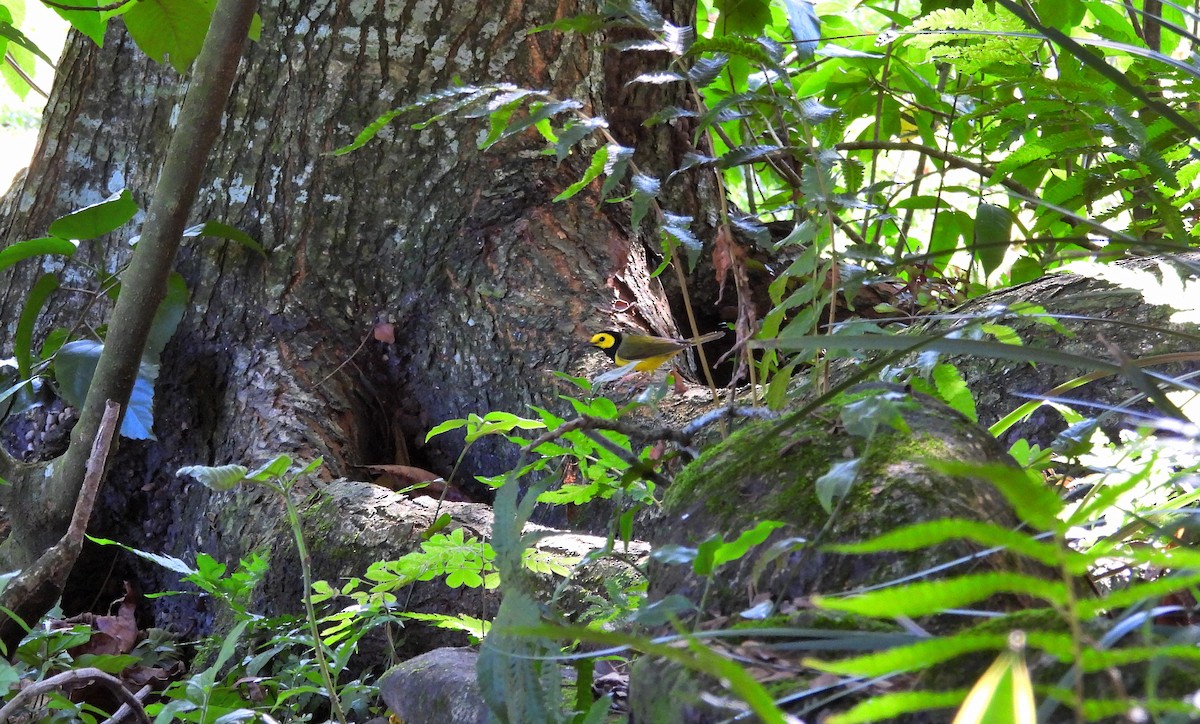 Болотянка чорногорла - ML645967772