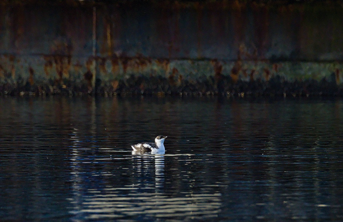 Marbled Murrelet - ML645967774