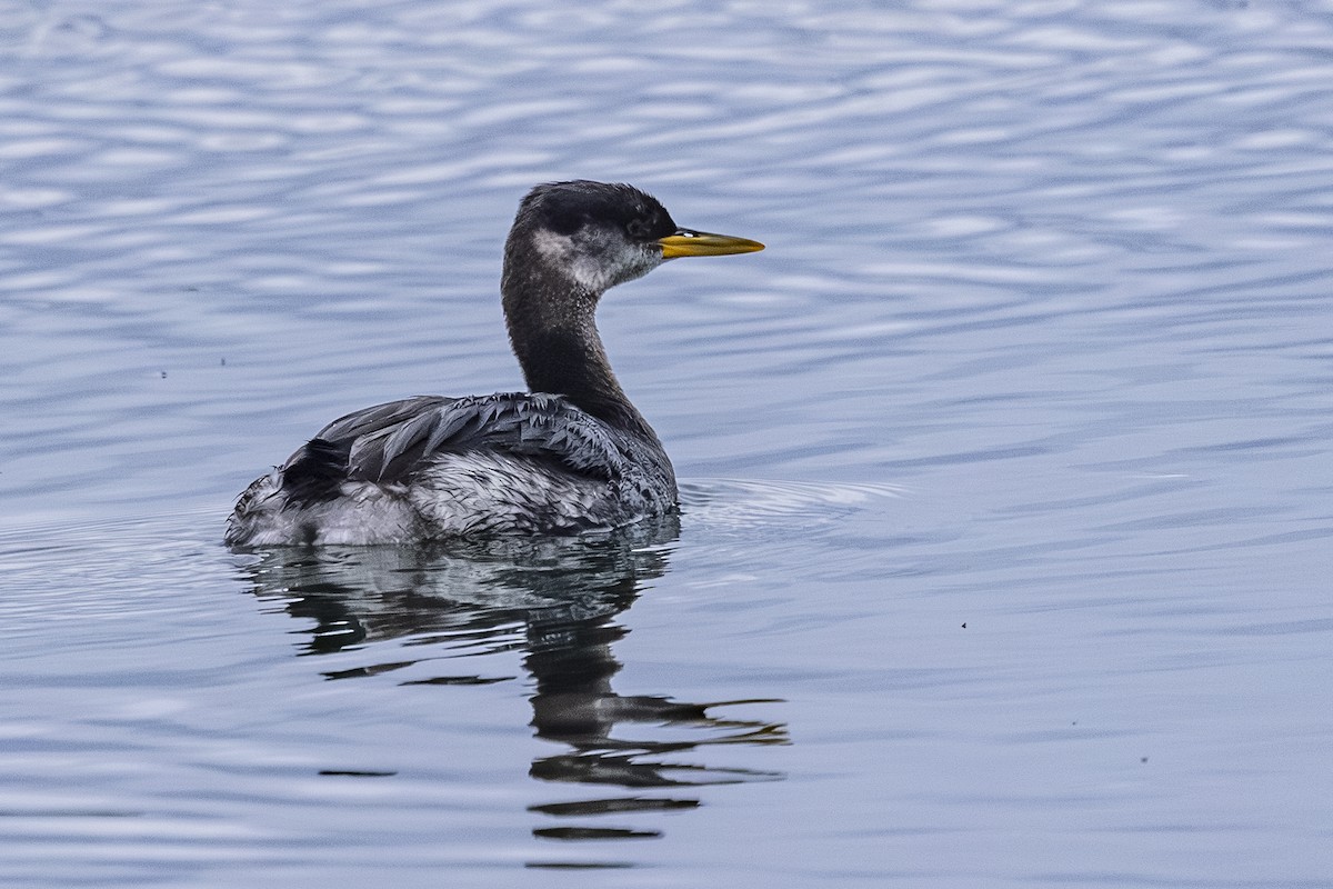 Red-necked Grebe - ML645967780