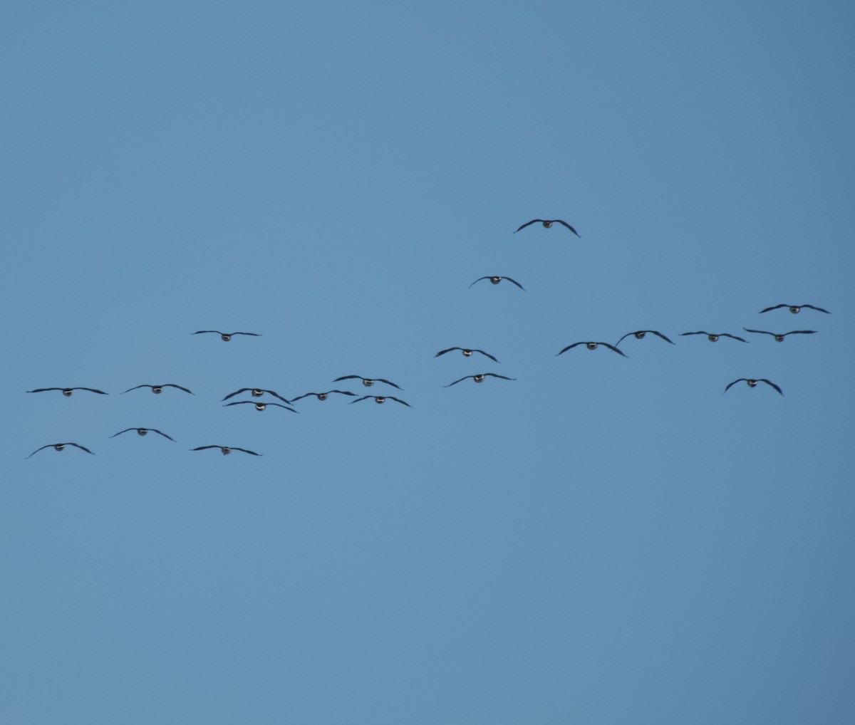 Bernache du Canada - ML645967781