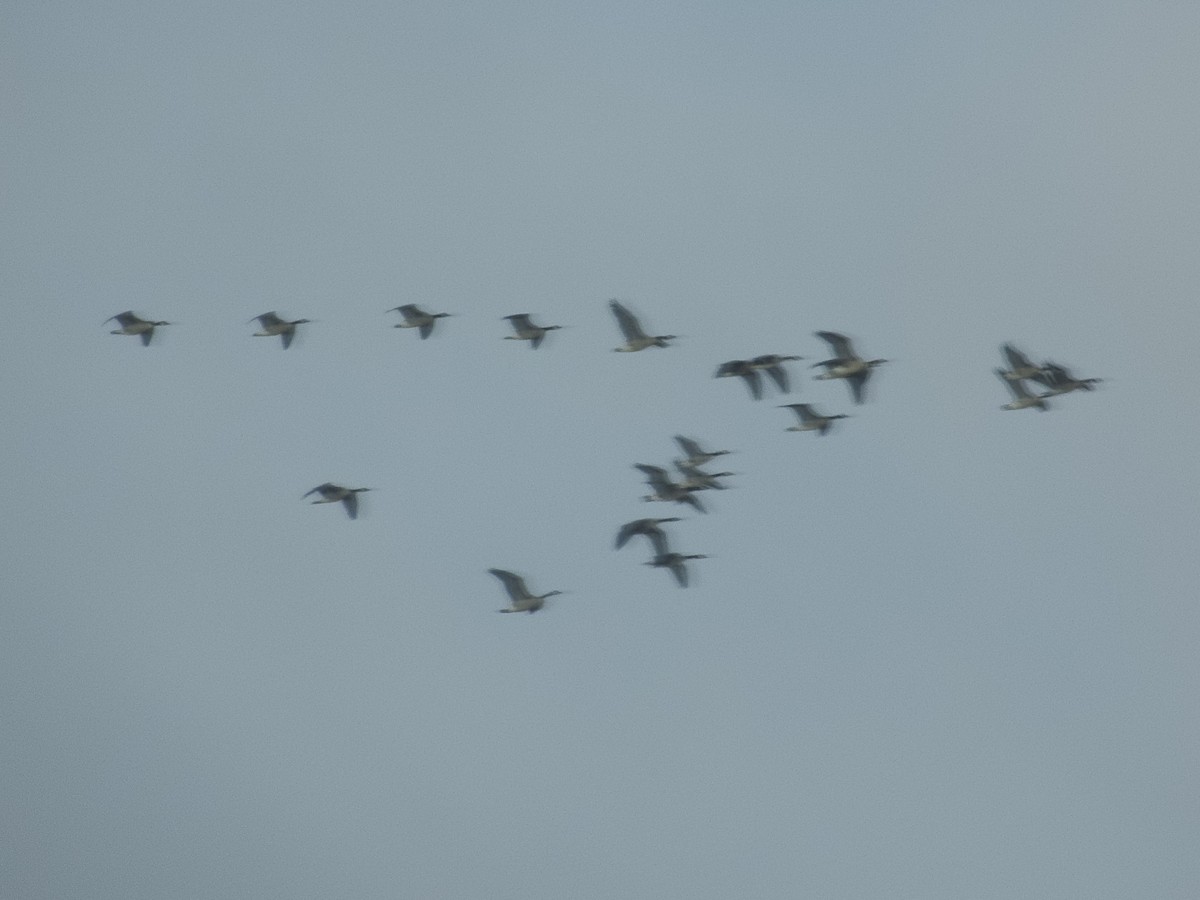 Bernache du Canada - ML645967782