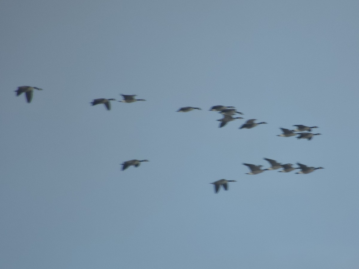 Bernache du Canada - ML645967783