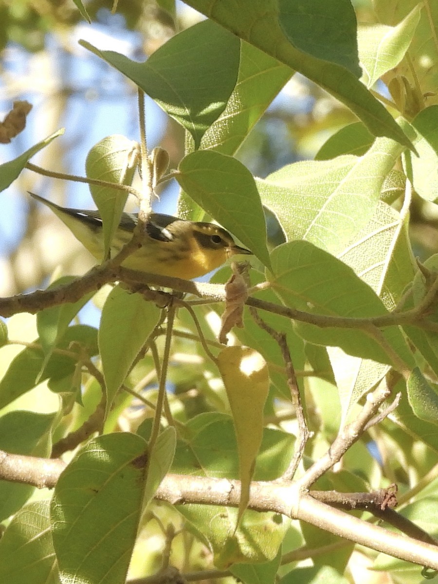 Blackburnian Warbler - ML645967790