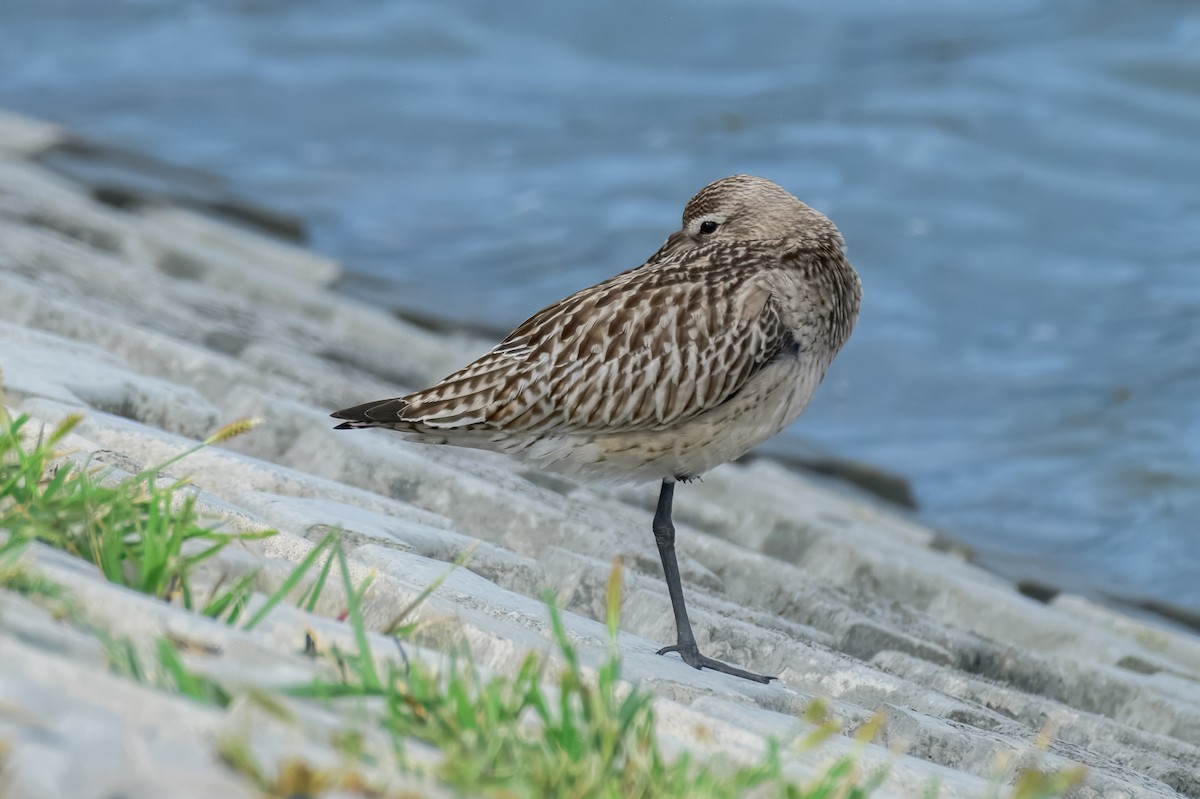 Bar-tailed Godwit - ML645967829