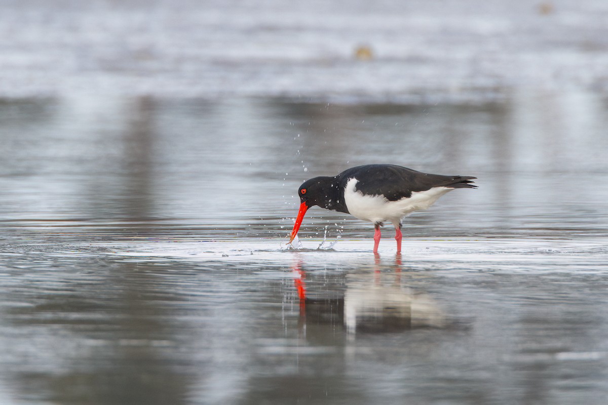 Pied Oystercatcher - ML645967830