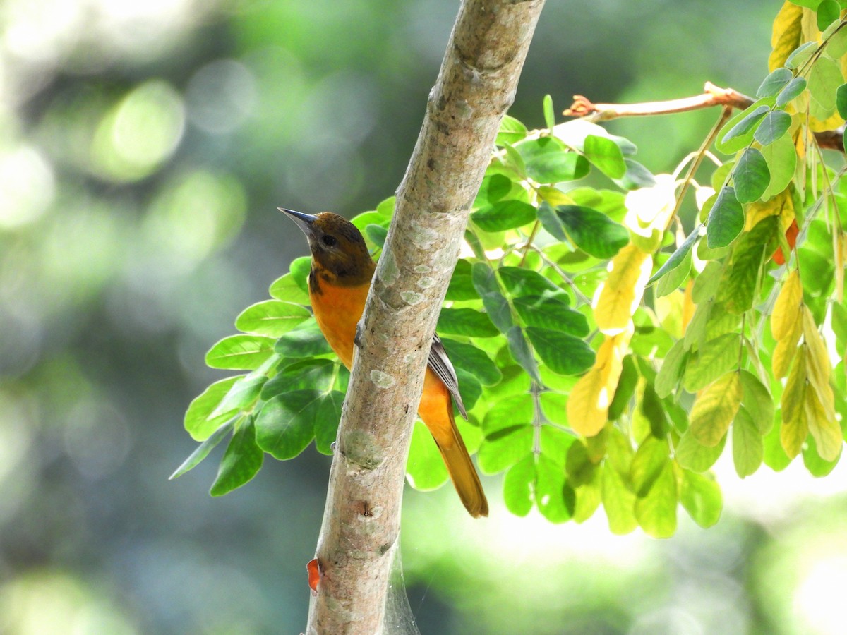 Балтиморский трупиал - ML645967831