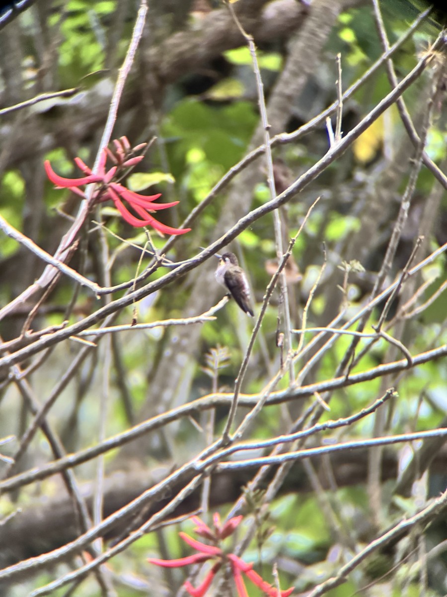 kolibřík hvězdohrdlý - ML645967841