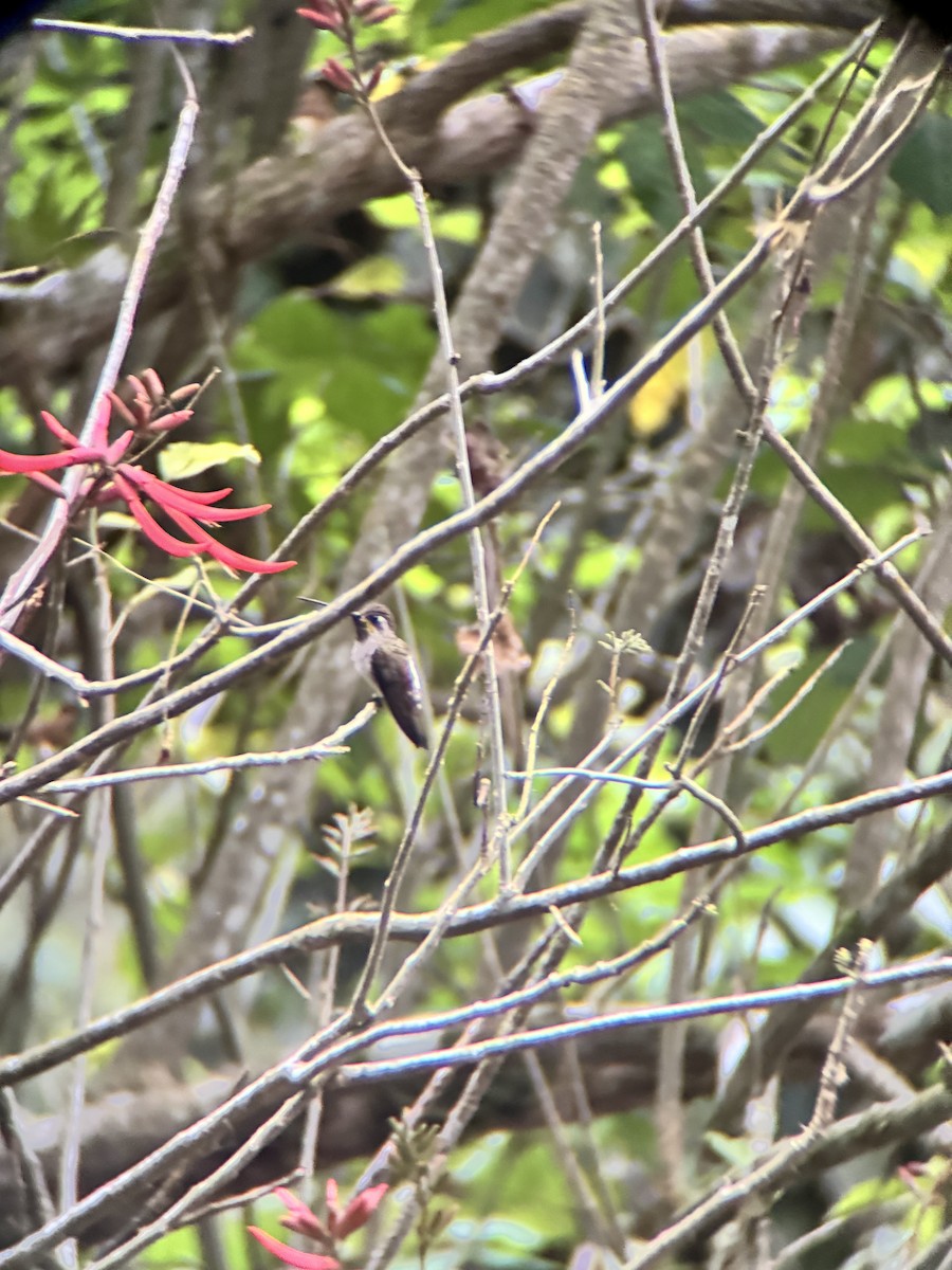 kolibřík hvězdohrdlý - ML645967842