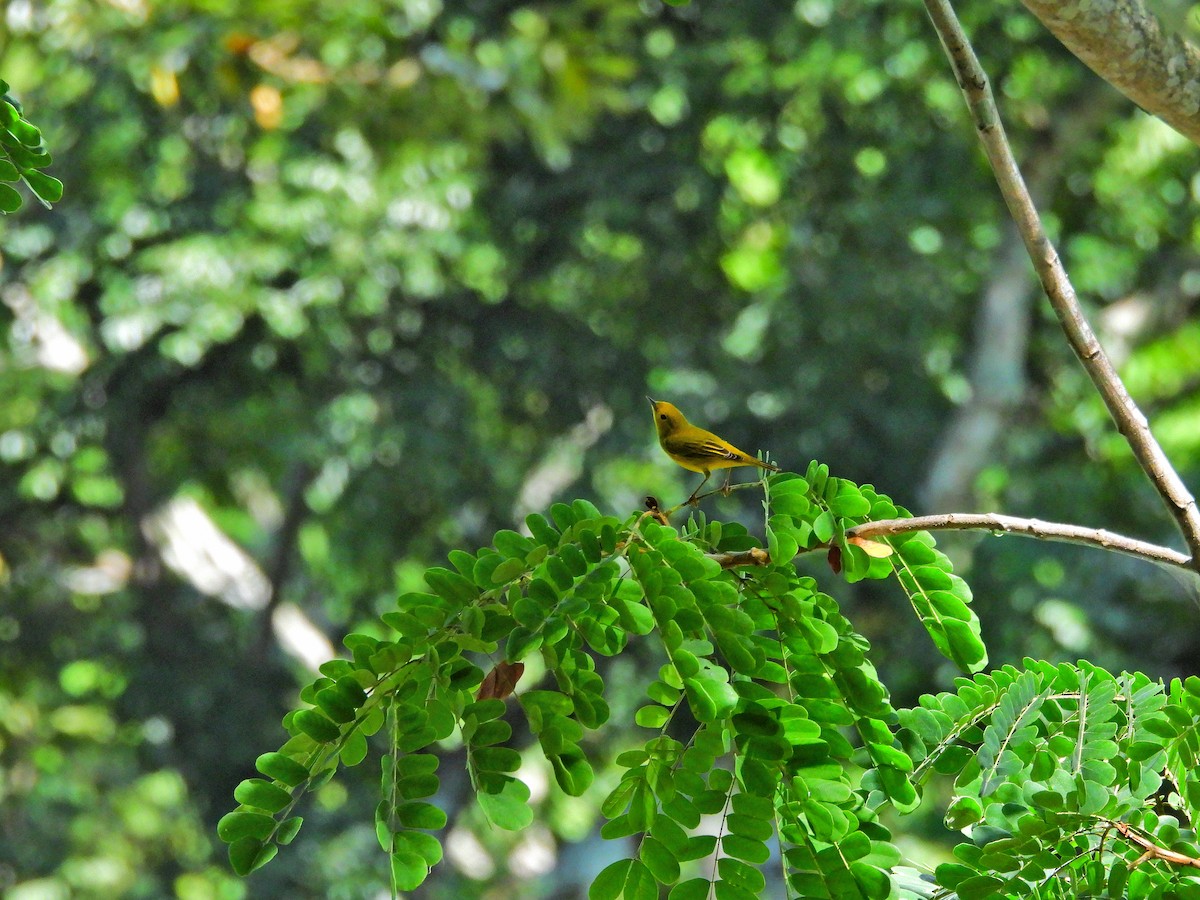 Sarı Ötleğen - ML645967848