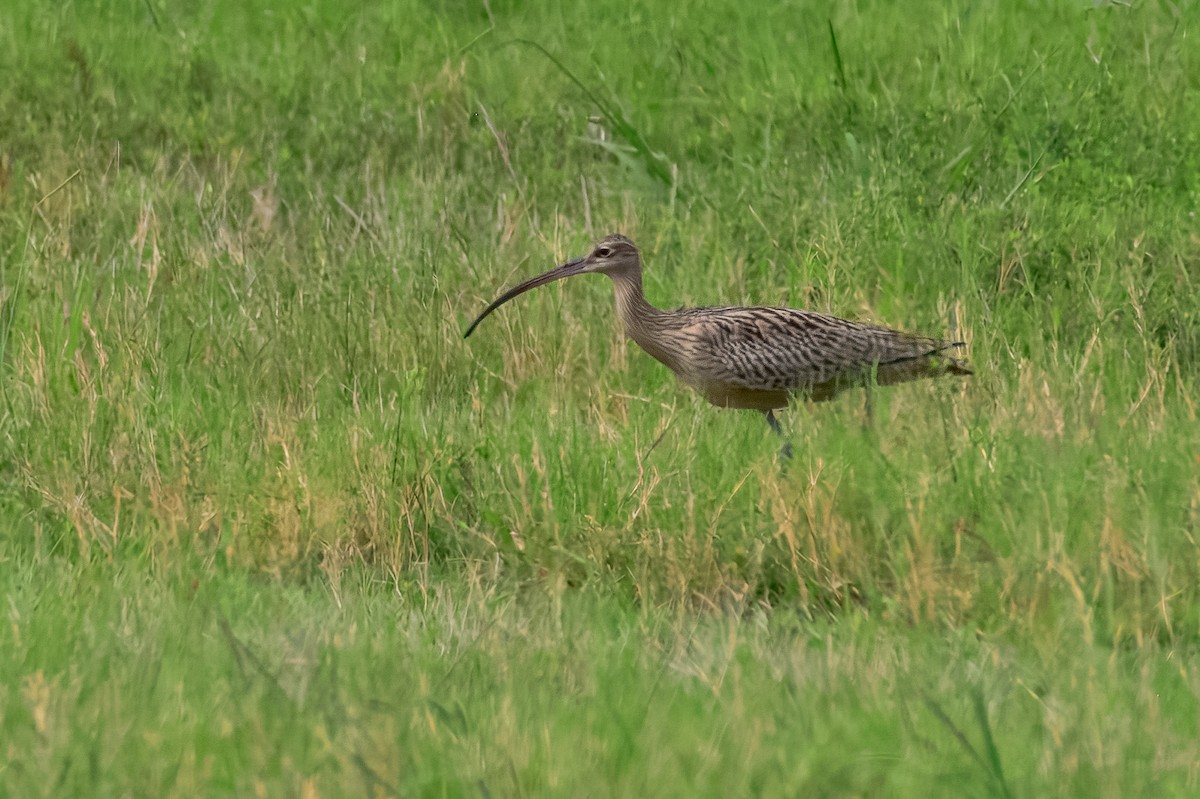 Far Eastern Curlew - ML645967860