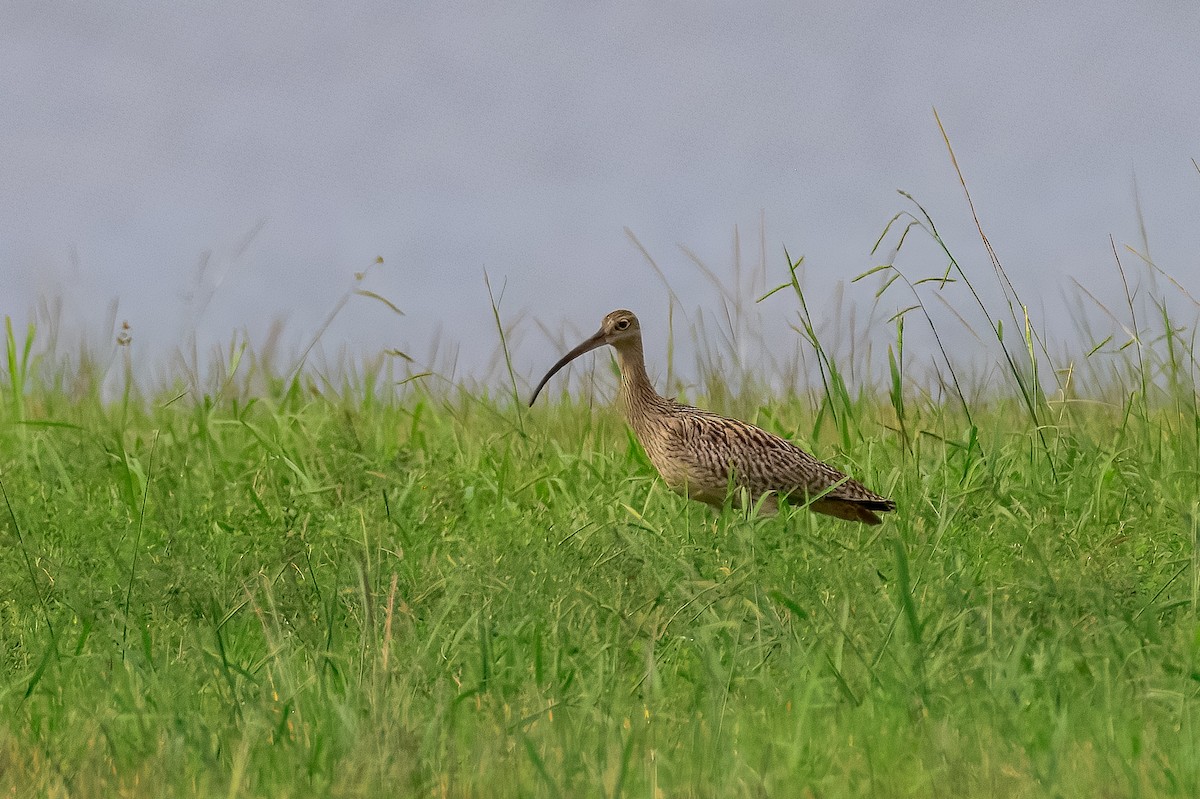 Far Eastern Curlew - ML645967861