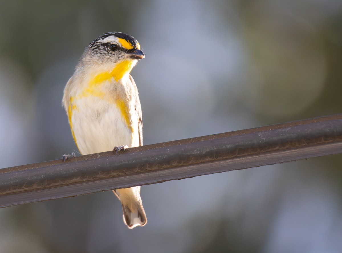 Striated Pardalote - ML645967862