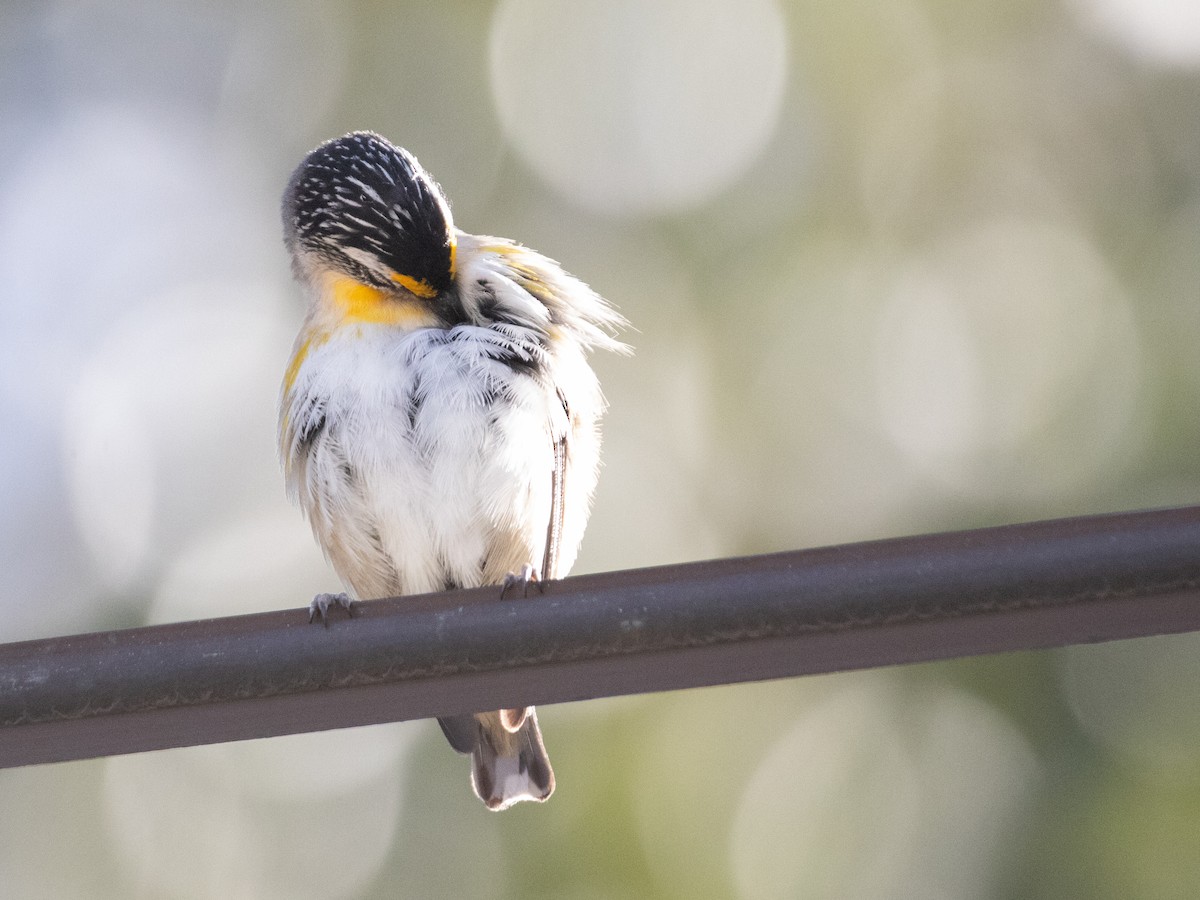 Striated Pardalote - ML645967863