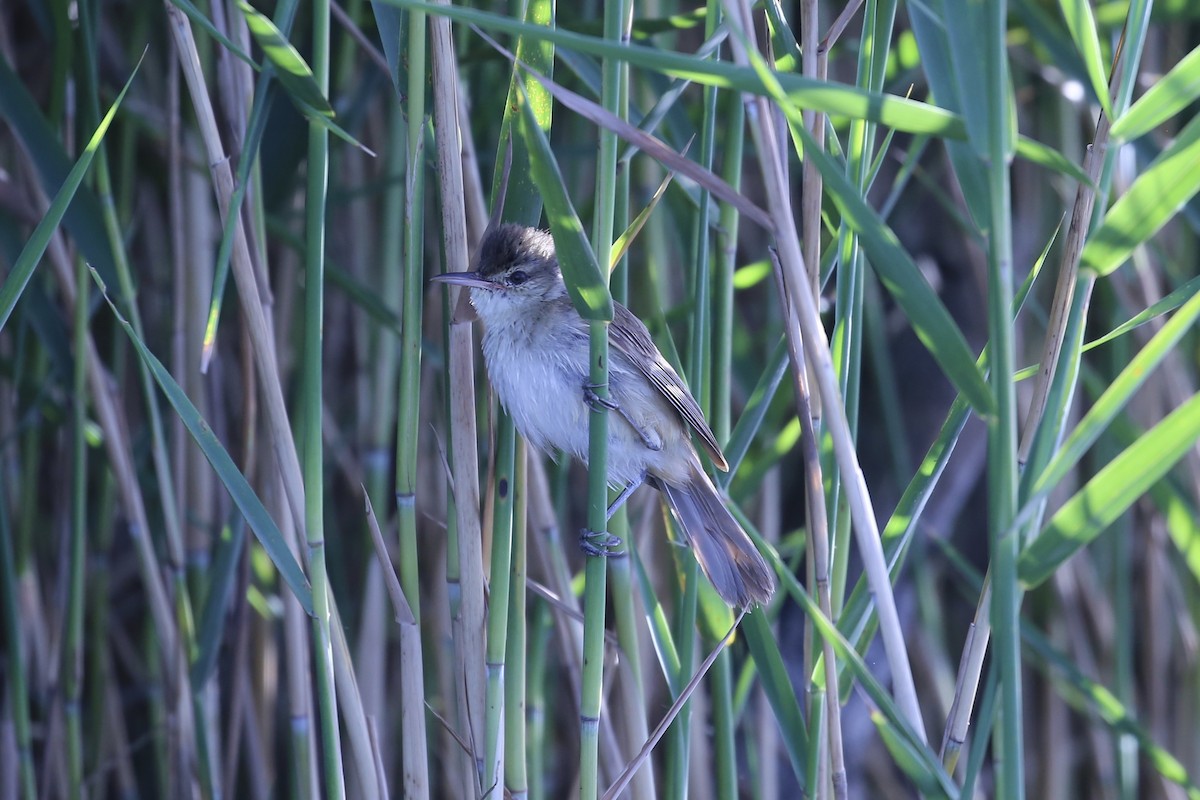 Australian Reed Warbler - ML645967875