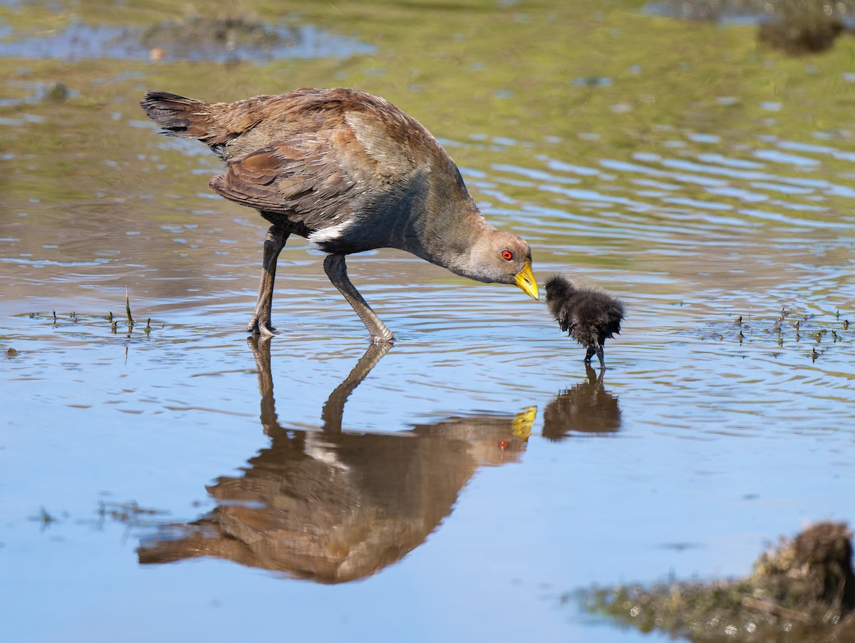 Tasmanian Nativehen - ML645967890